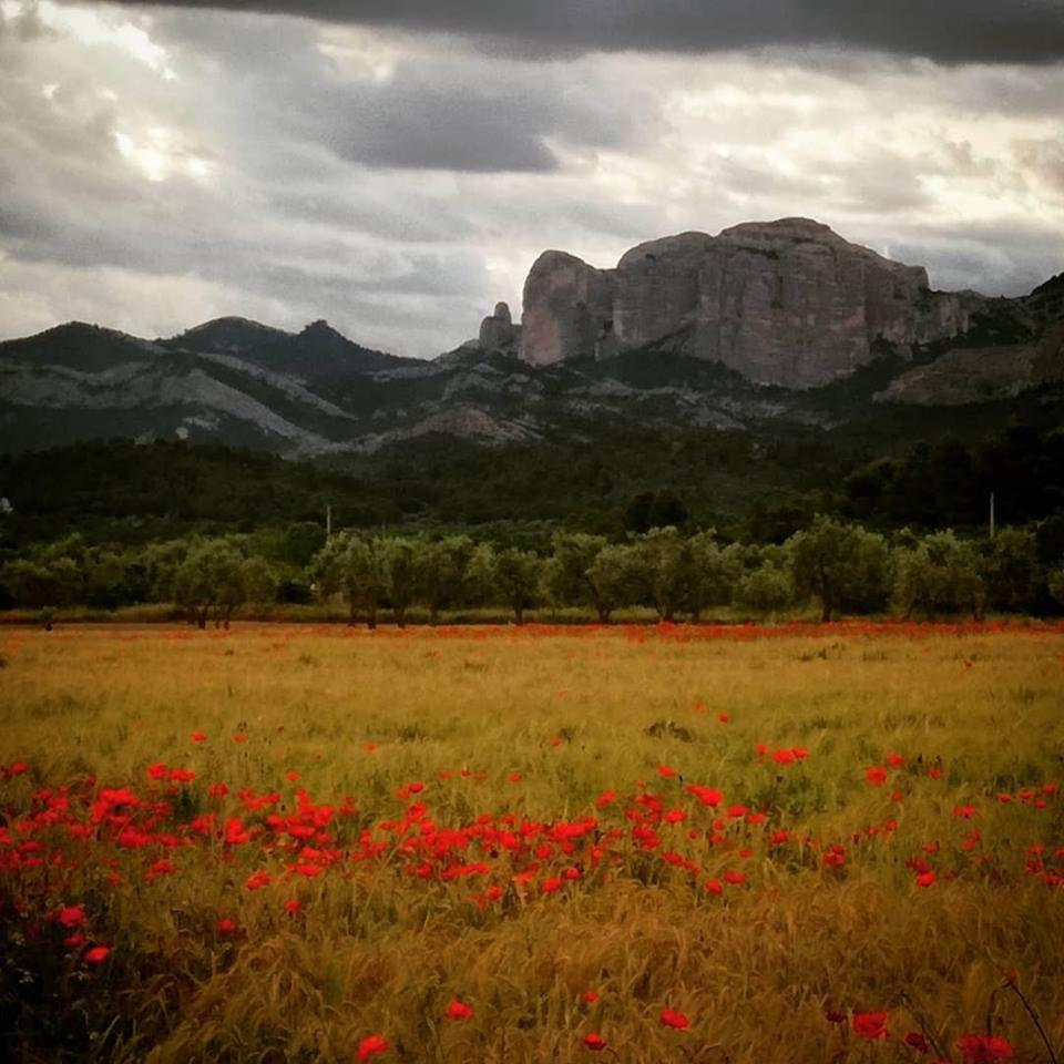 Hostal Can Barrina Arnés Εξωτερικό φωτογραφία